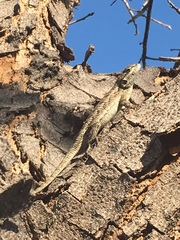 Sceloporus occidentalis