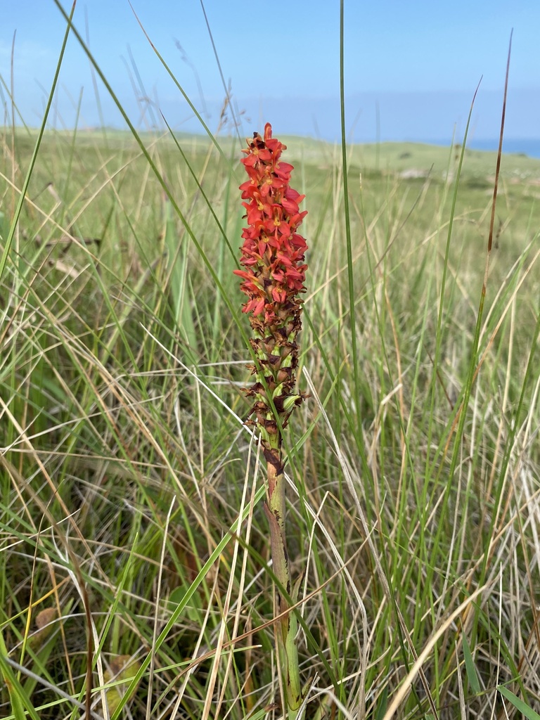 Disa polygonoides