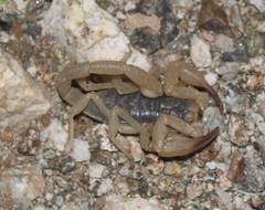 Smeringurus vachoni