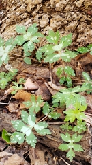 Hydrophyllum virginianum