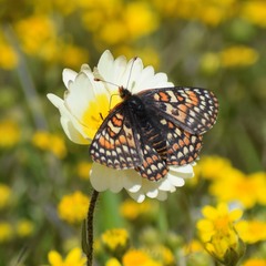 Euphydryas editha bayensis