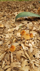 Conocybe coprophila
