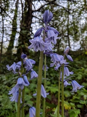 Hyacinthoides hispanica