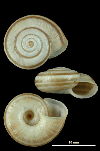 Heath Snail
