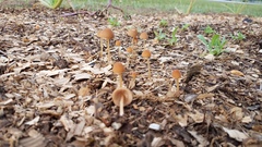 Conocybe coprophila