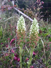 Brachystele unilateralis