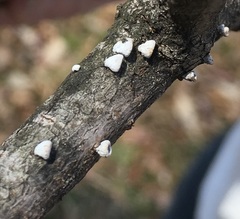 Porodisculus pendulus