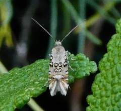 Lithariapteryx jubarella