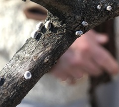 Porodisculus pendulus