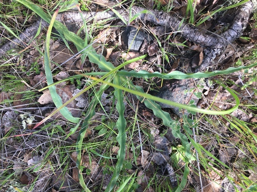iNaturalist observation photo of wavy-leafed soap plant