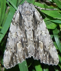 Catocala coccinata