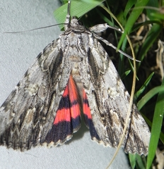 Catocala coccinata
