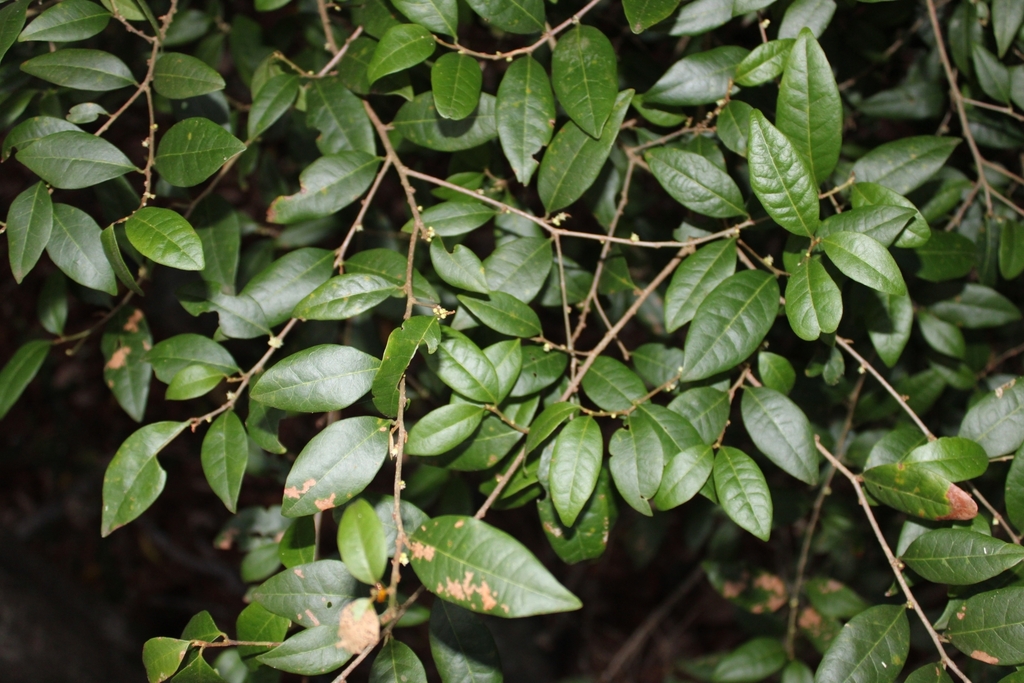 Cleistanthus from Qunaba QLD 4670, Australia on December 29, 2023 at 07 ...