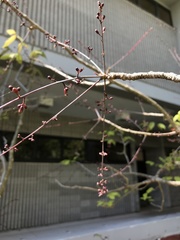 Commiphora pervilleana