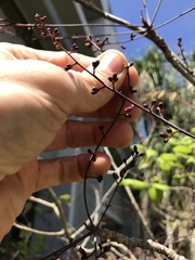 Commiphora pervilleana