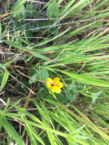 iNaturalist observation photo of California Golden Violet