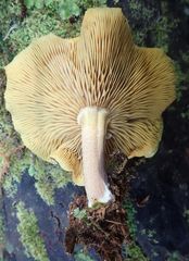 Tricholomopsis scabra