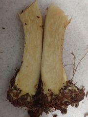 Tricholomopsis scabra