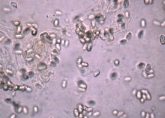 Tricholomopsis scabra