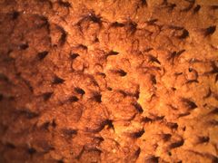 Tricholomopsis scabra