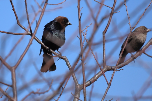 Brown-headed Cowbird photographed in Connecticut