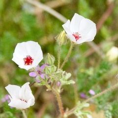 Argemone platyceras