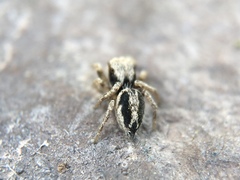 Habronattus pyrrithrix