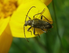 Brachysomida californica