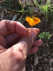 Eschscholzia hypecoides