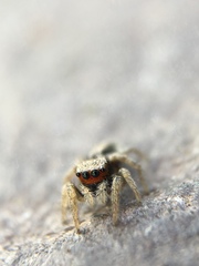 Habronattus pyrrithrix