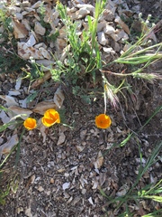 Eschscholzia hypecoides