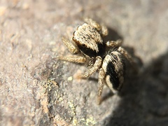 Habronattus pyrrithrix
