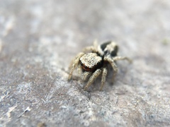 Habronattus pyrrithrix