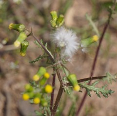 Senecio vulgaris