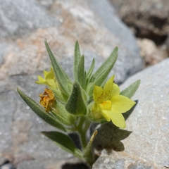 Mohavea breviflora