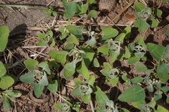 Chenopodium album