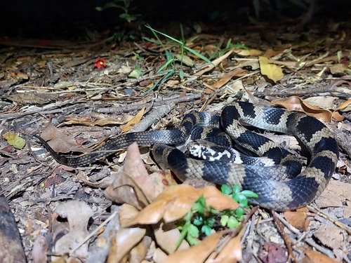 Stephens' Banded Snake sighting