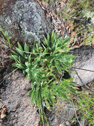 iNaturalist observation photo of Mountain Phacelia