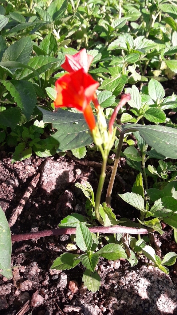 campainha — foto 1