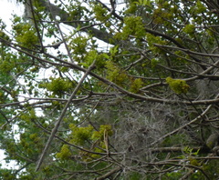 Fraxinus profunda
