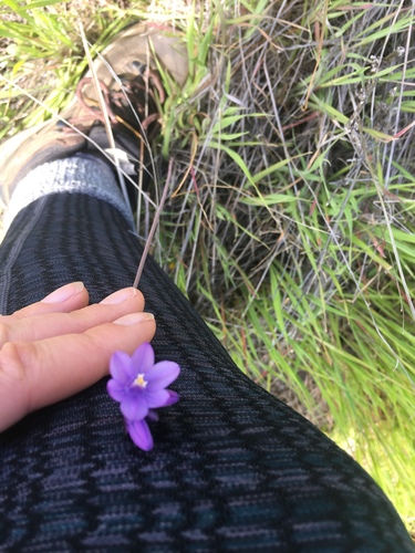 iNaturalist observation photo of blue dicks