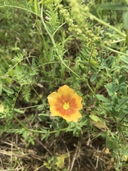 Linum rigidum