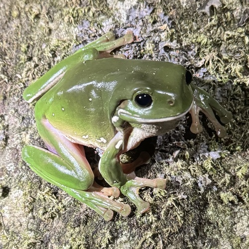 Australian Green Tree Frog, Pelodryas caerulea