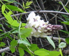 Wisteria frutescens