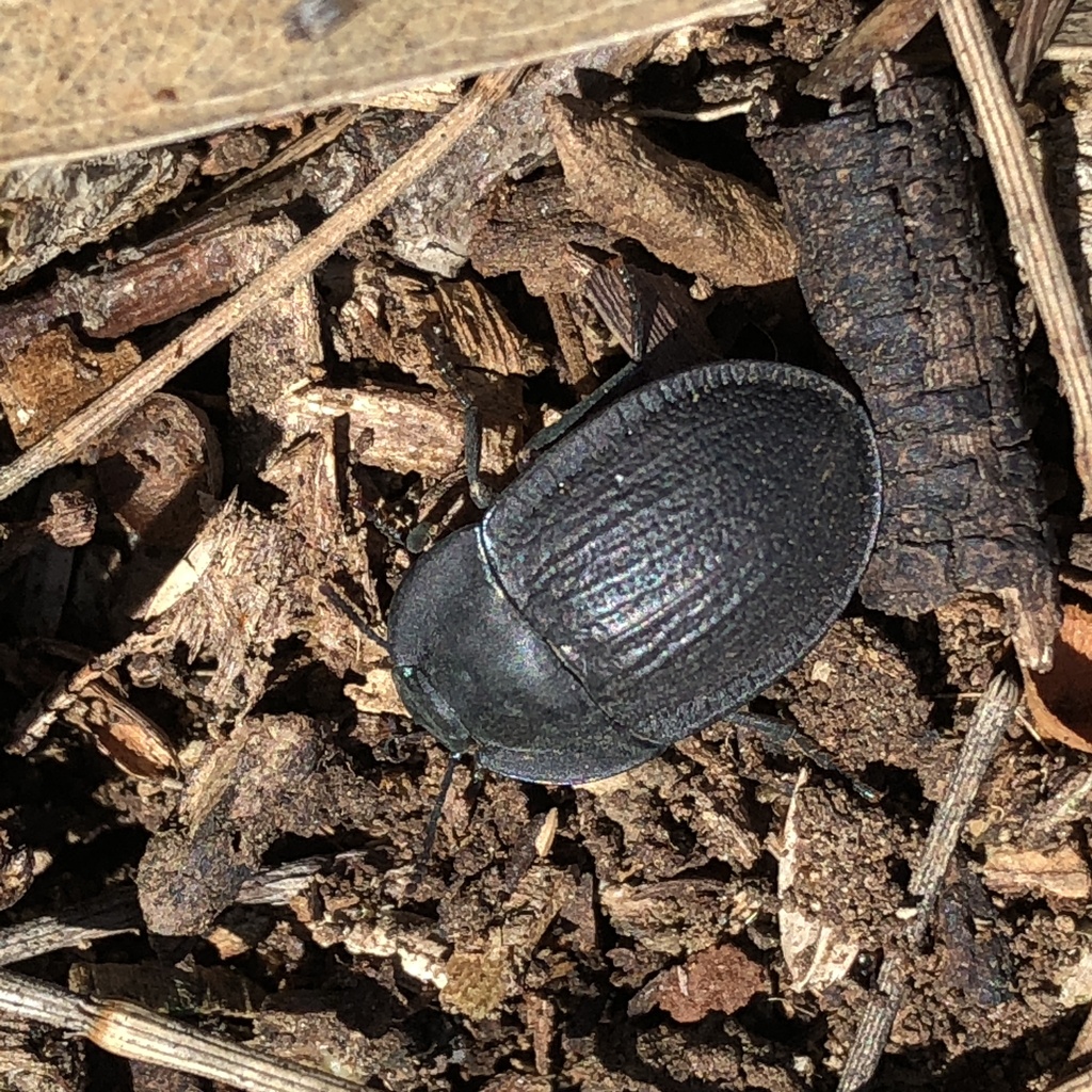 blue piedish beetles from Mooltan St, Travancore, VIC, AU on December