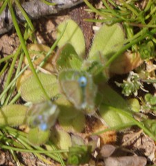 Myosotis stricta