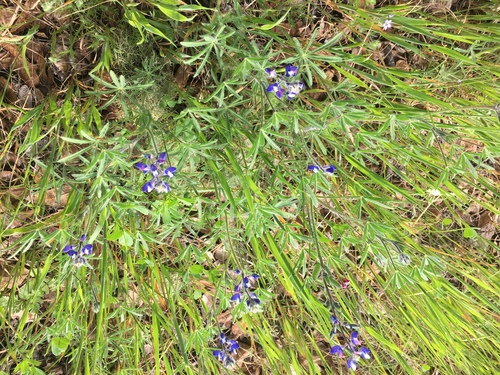iNaturalist observation photo of Miniature Lupine