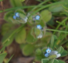 Myosotis stricta