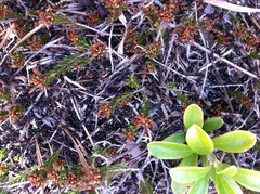 Dolichoderus taschenbergi