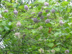 Wisteria frutescens